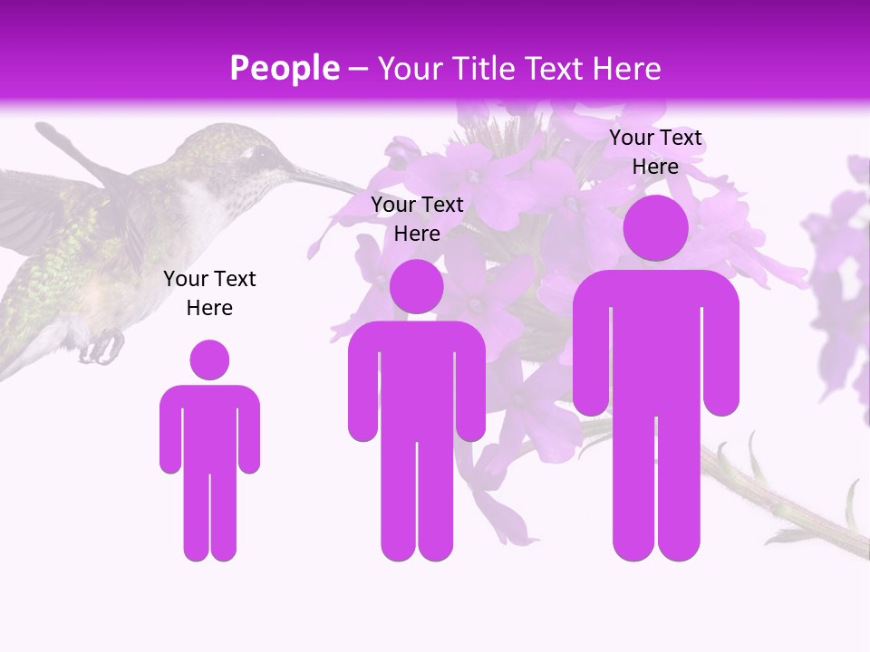 A Hummingbird Flying Over A Purple Flower PowerPoint Template