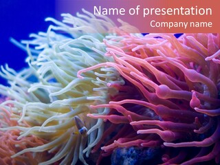 Reef Colorful Underwater PowerPoint Template