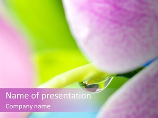 Morning Light Plant PowerPoint Template