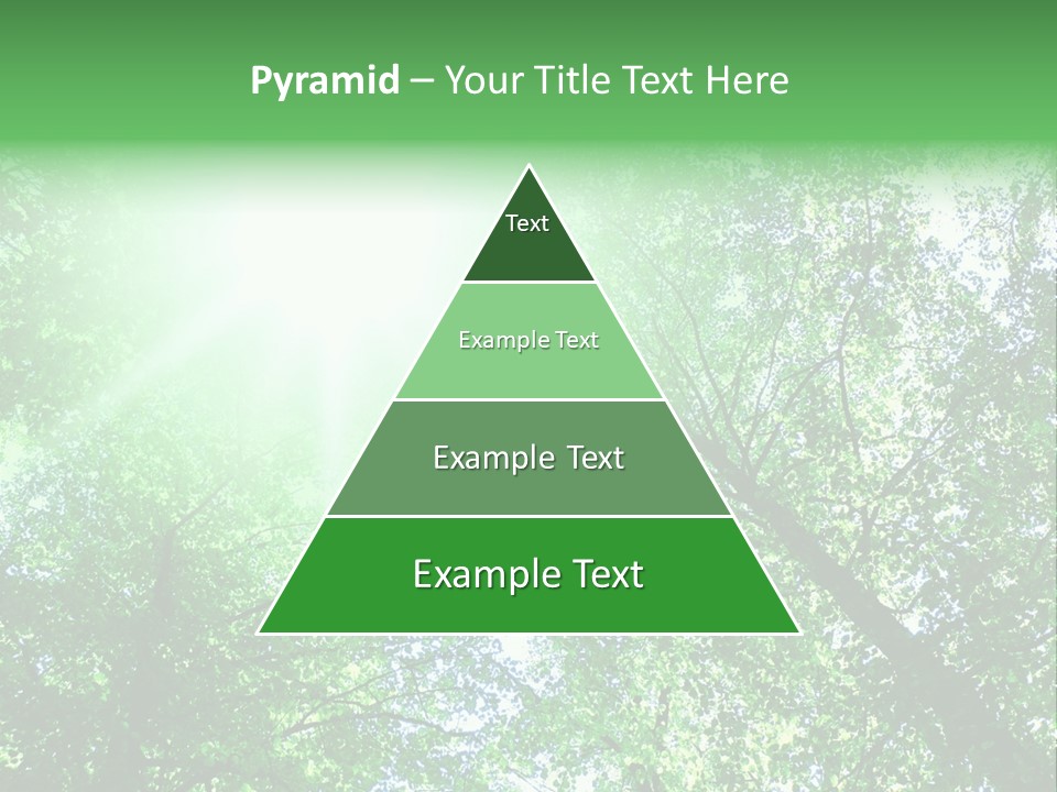 Pine Sunset Sunlight PowerPoint Template