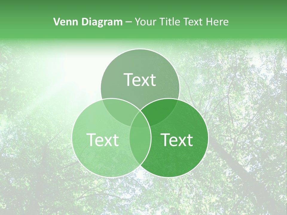 Pine Sunset Sunlight PowerPoint Template