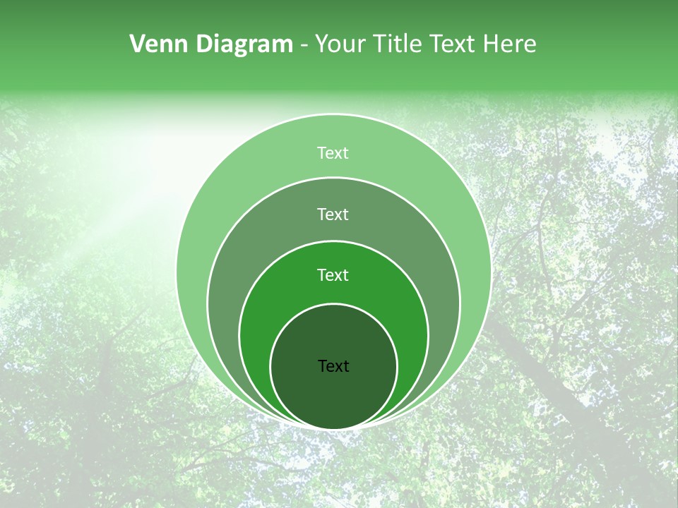 Pine Sunset Sunlight PowerPoint Template