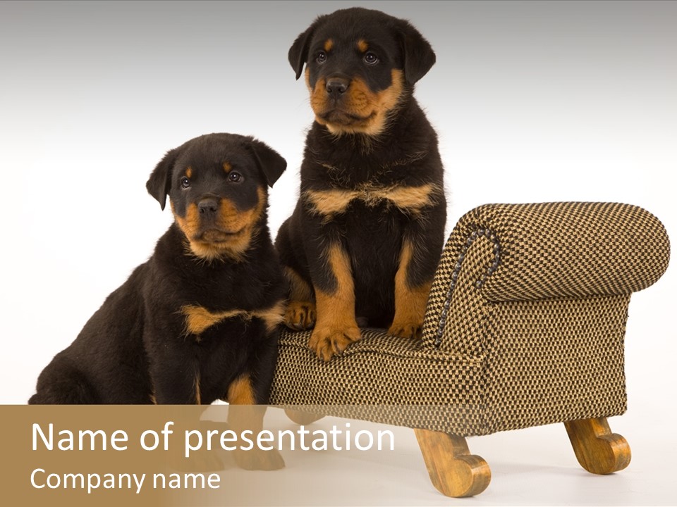 Rott Couch Rottweil Butcher's Dogs PowerPoint Template