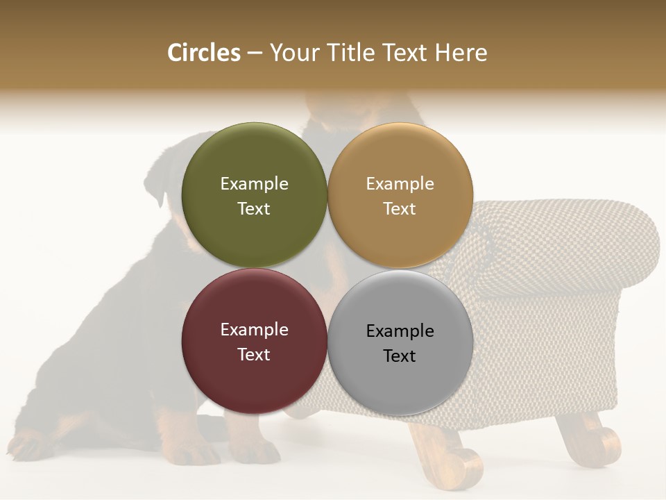 Rott Couch Rottweil Butcher's Dogs PowerPoint Template