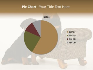 Rott Couch Rottweil Butcher's Dogs PowerPoint Template