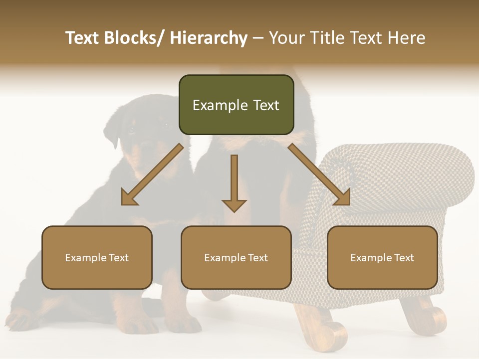 Rott Couch Rottweil Butcher's Dogs PowerPoint Template