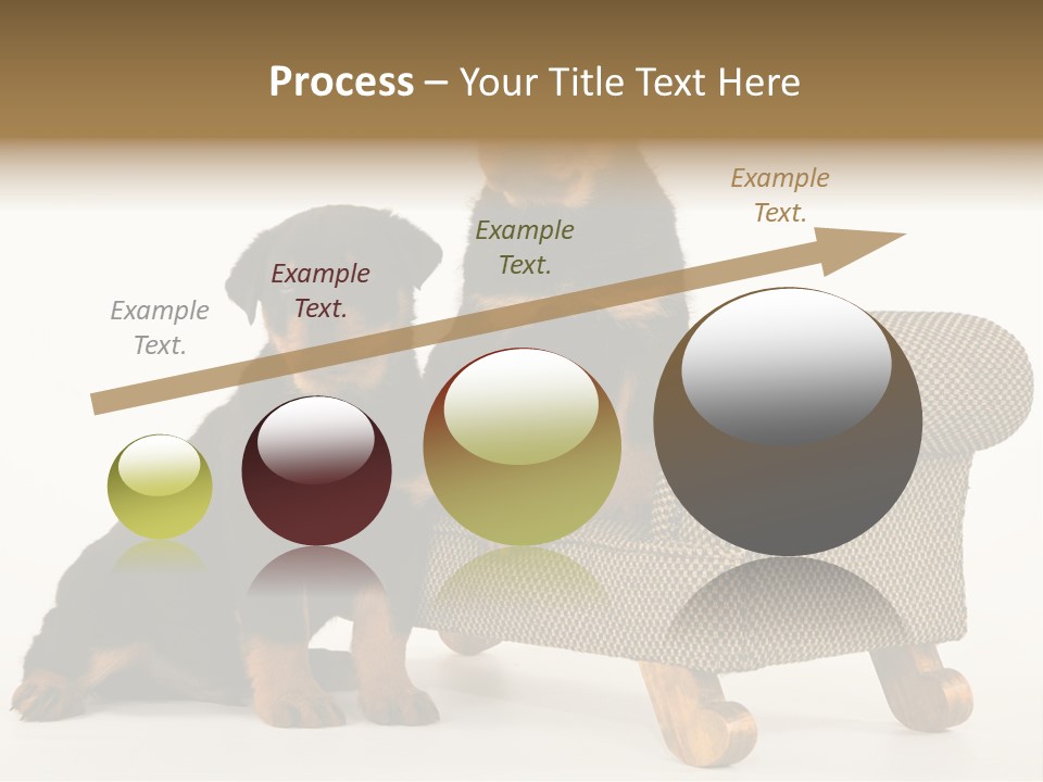 Rott Couch Rottweil Butcher's Dogs PowerPoint Template