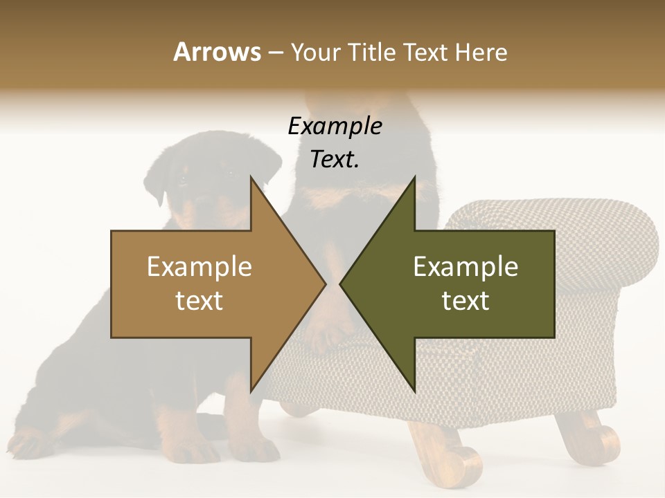 Rott Couch Rottweil Butcher's Dogs PowerPoint Template