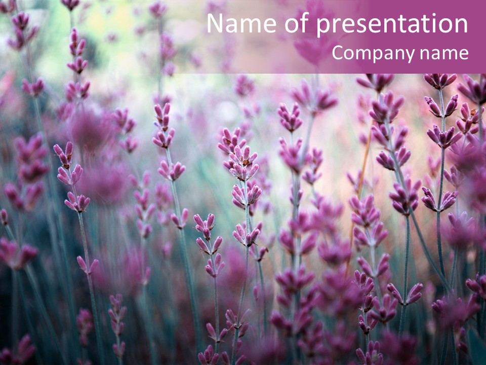 Fragrant Lilac Closeup PowerPoint Template