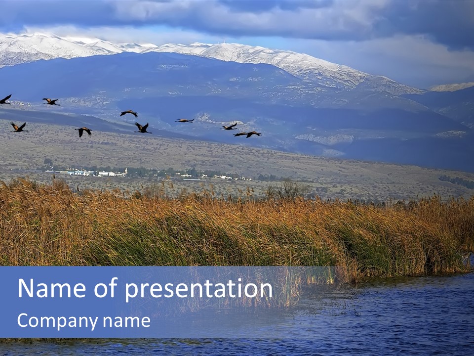 A Flock Of Birds Flying Over A Body Of Water PowerPoint Template