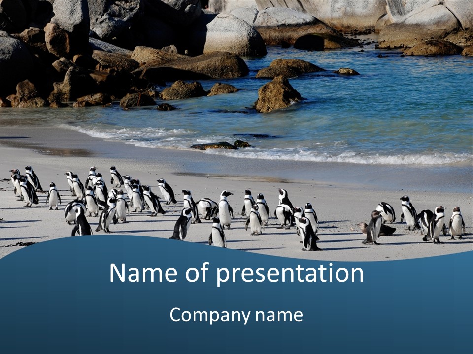 Swim Sun Sunrise PowerPoint Template