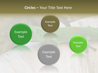 Wilderness Bright Sitting PowerPoint Template