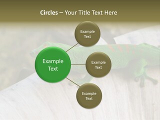 Wilderness Bright Sitting PowerPoint Template