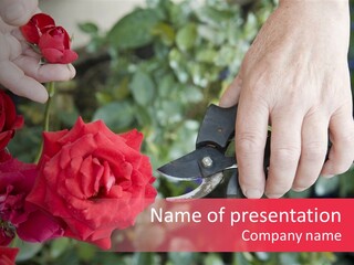 Rose Flower Cutting PowerPoint Template