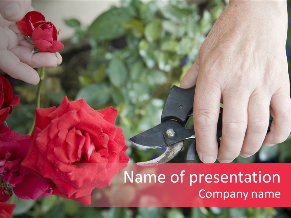 Rose Flower Cutting PowerPoint Template