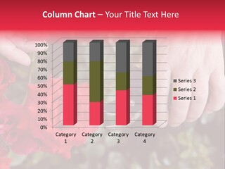 Rose Flower Cutting PowerPoint Template