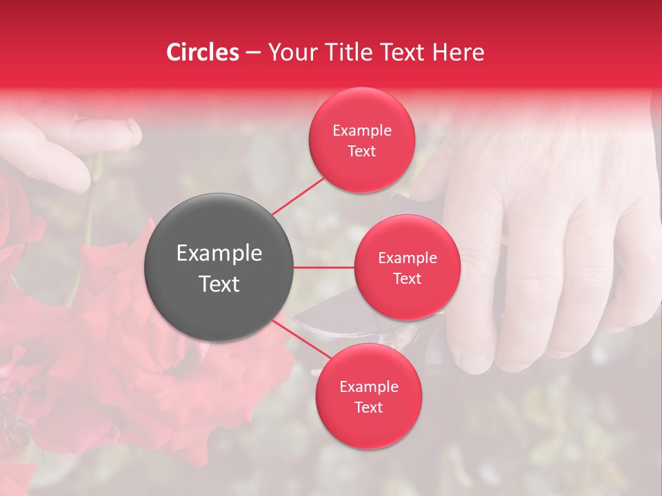 Rose Flower Cutting PowerPoint Template