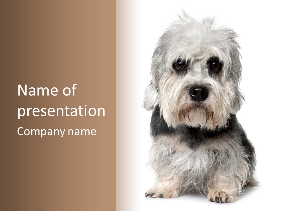 Years Old Animal Themes Obedient PowerPoint Template