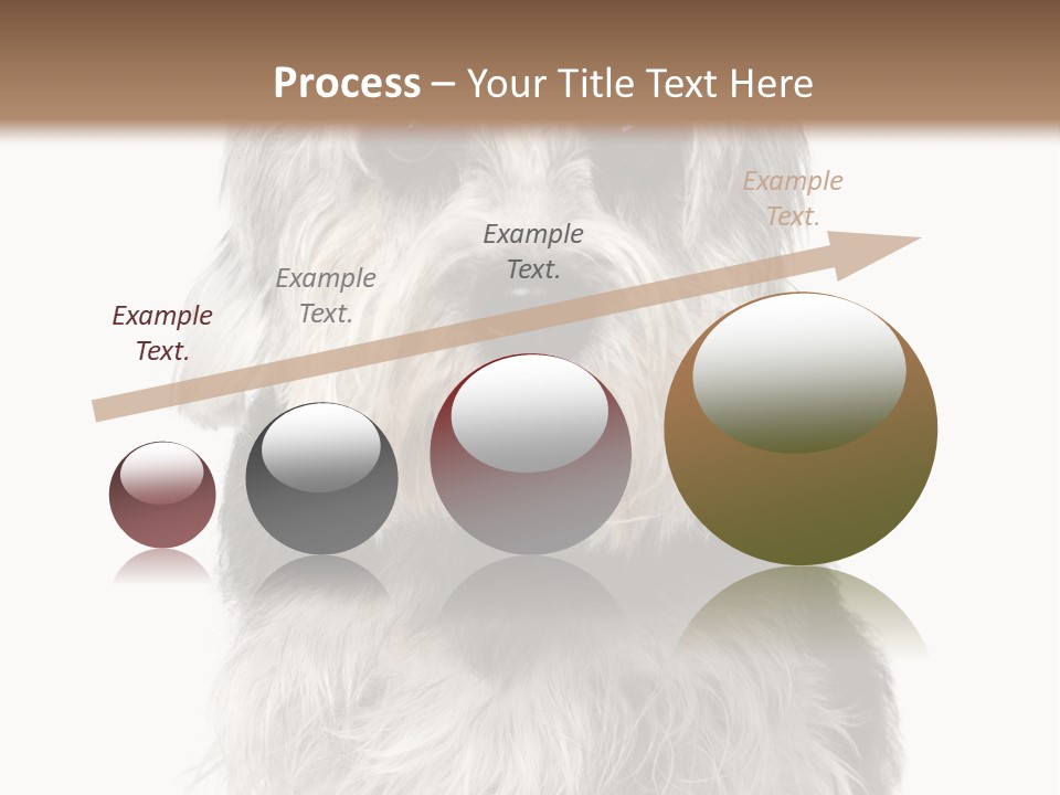 Years Old Animal Themes Obedient PowerPoint Template