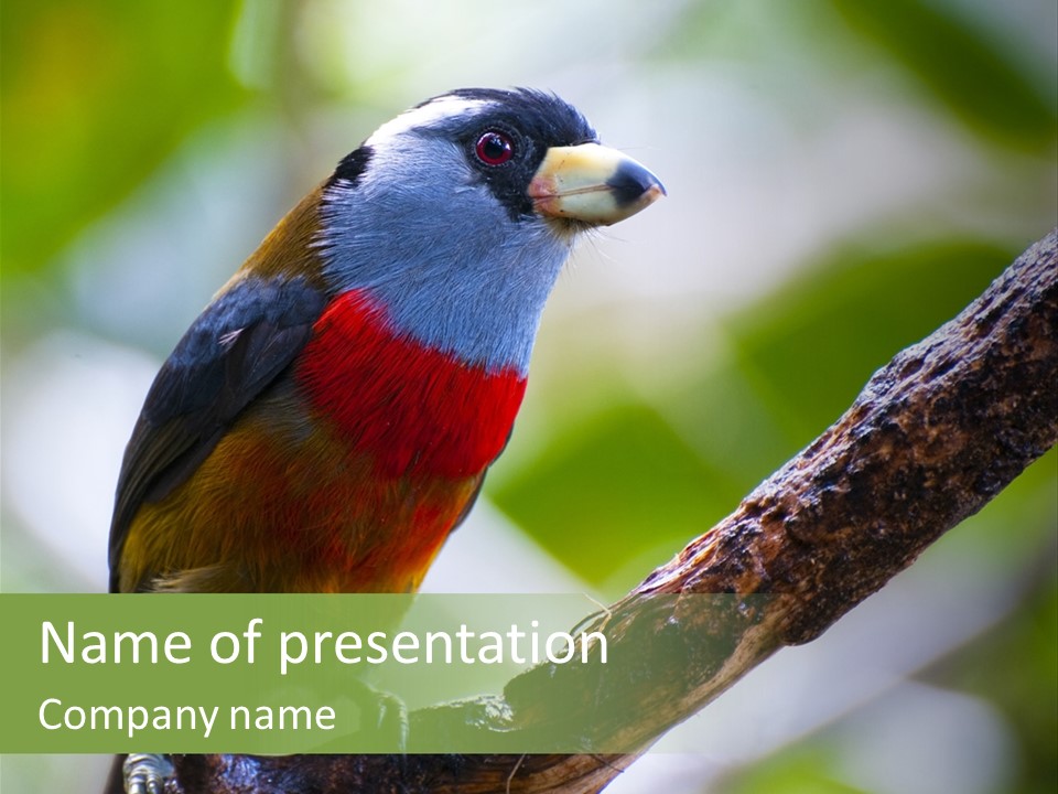 Wild Bird One PowerPoint Template