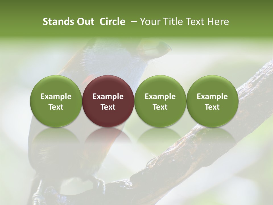 Wild Bird One PowerPoint Template