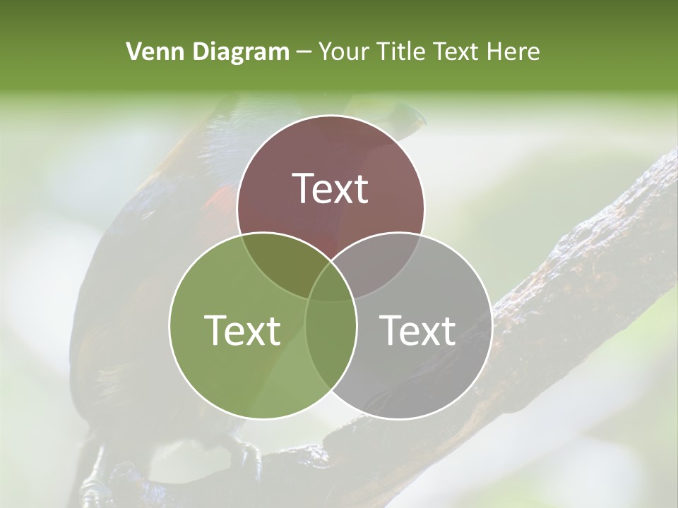 Wild Bird One PowerPoint Template