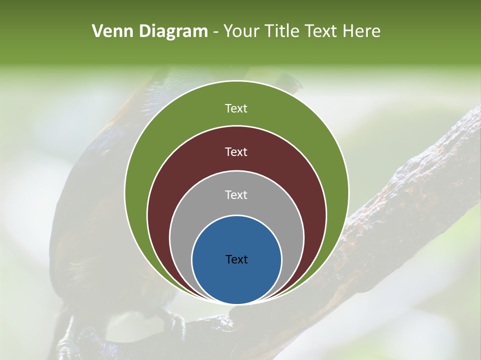 Wild Bird One PowerPoint Template