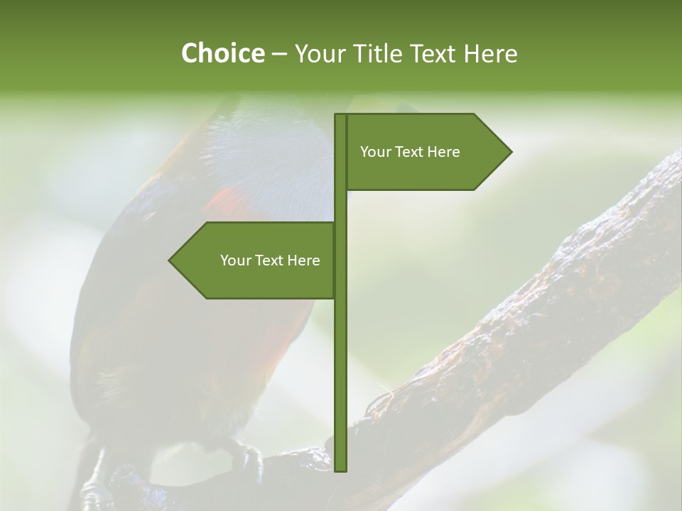 Wild Bird One PowerPoint Template