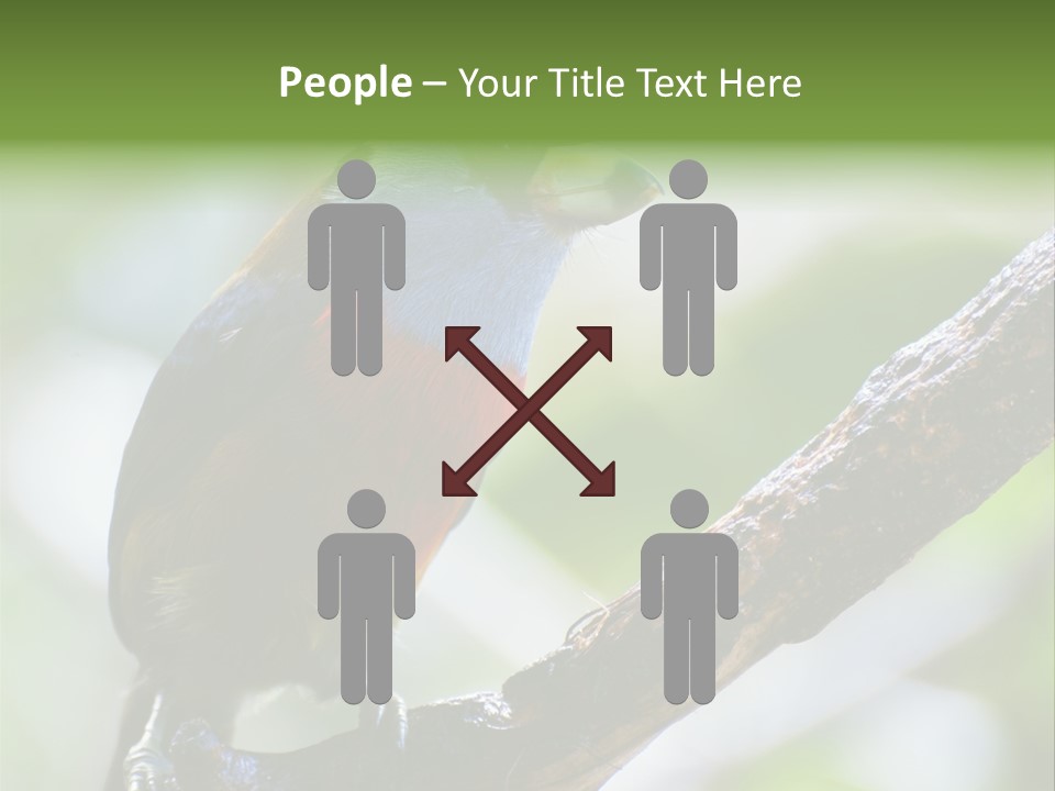 Wild Bird One PowerPoint Template