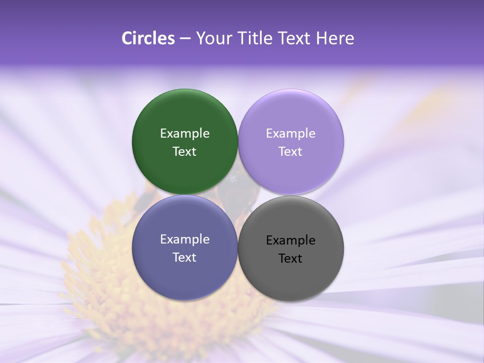 Summer Colorful Calceolaria PowerPoint Template