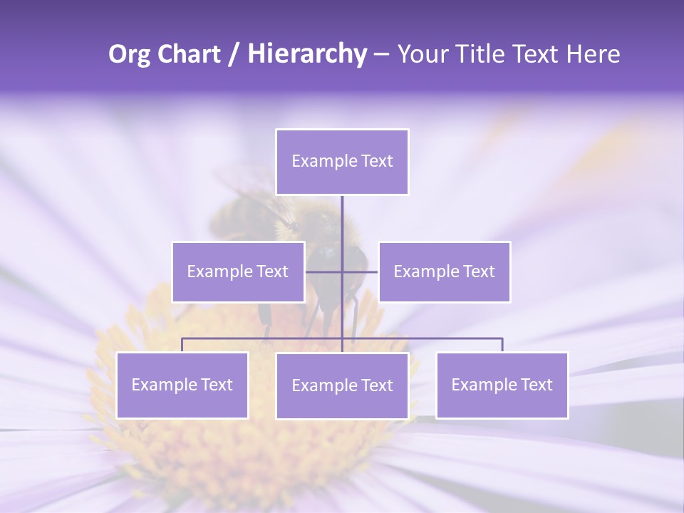 Summer Colorful Calceolaria PowerPoint Template