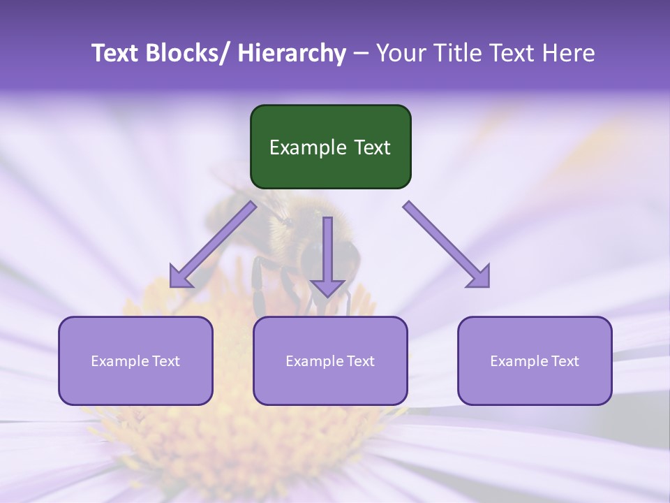 Summer Colorful Calceolaria PowerPoint Template