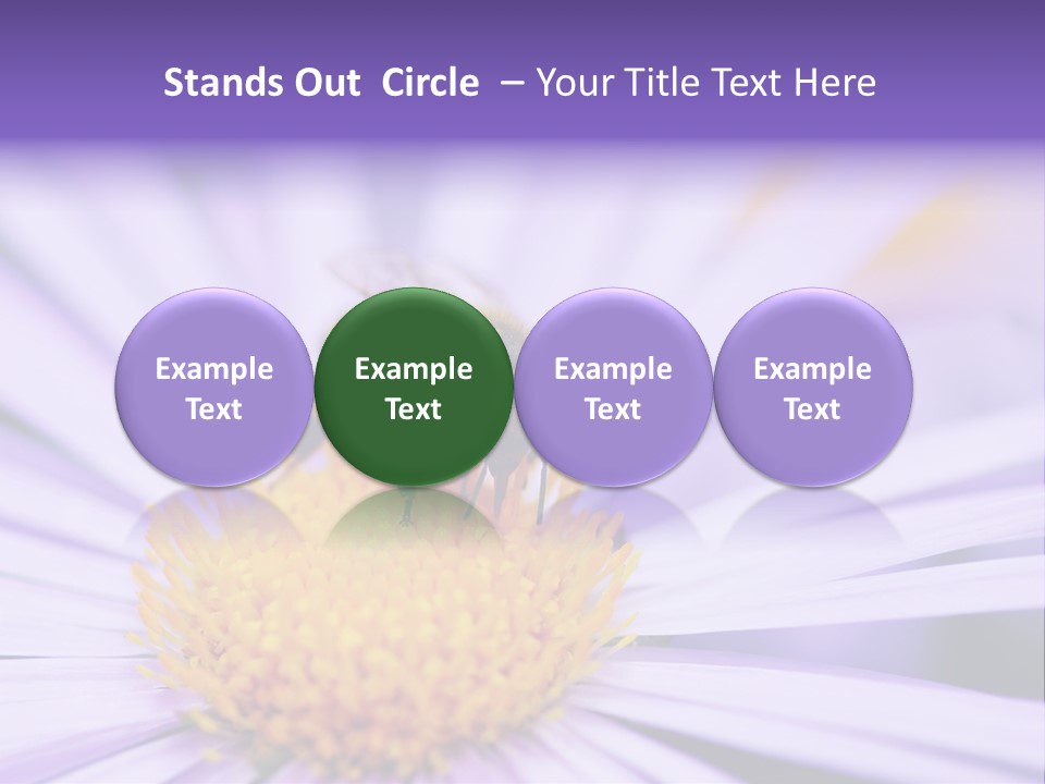 Summer Colorful Calceolaria PowerPoint Template