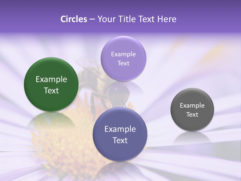 Summer Colorful Calceolaria PowerPoint Template