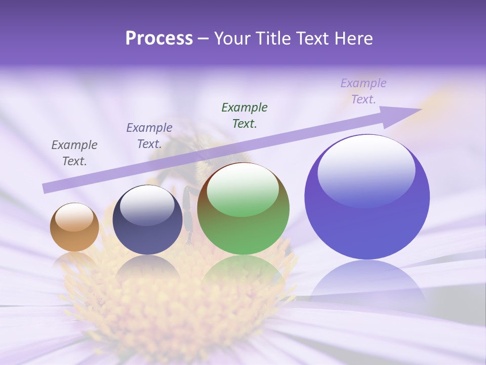 Summer Colorful Calceolaria PowerPoint Template