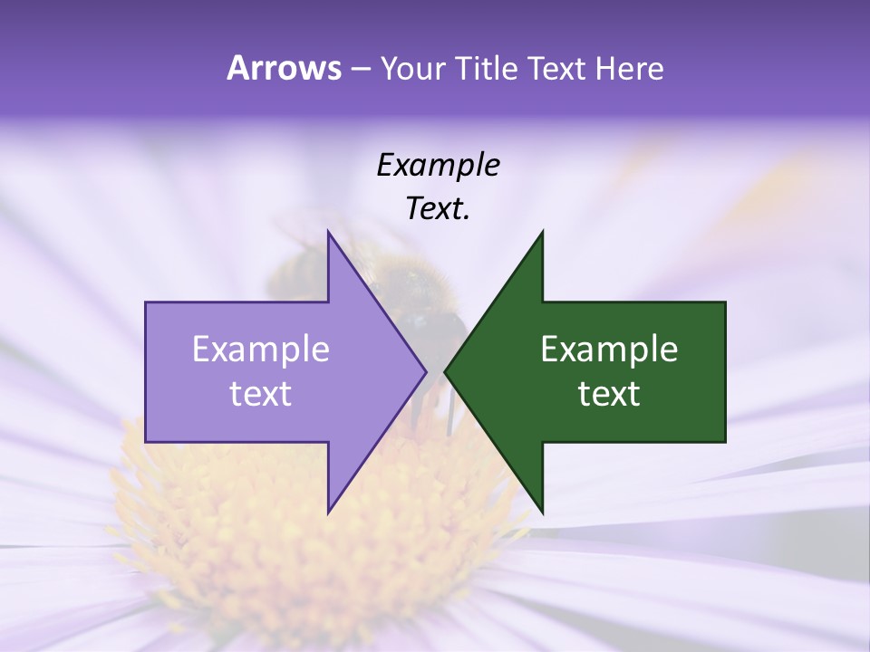 Summer Colorful Calceolaria PowerPoint Template