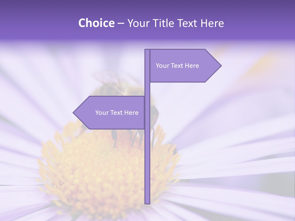 Summer Colorful Calceolaria PowerPoint Template