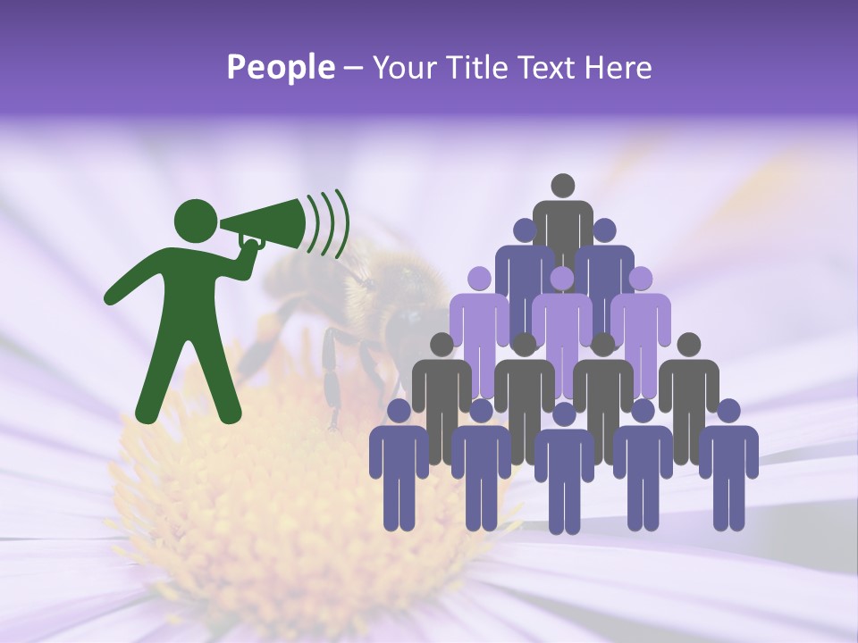 Summer Colorful Calceolaria PowerPoint Template