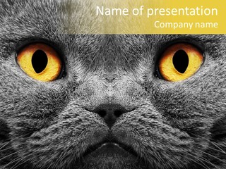 Pussy Purr Lovable PowerPoint Template