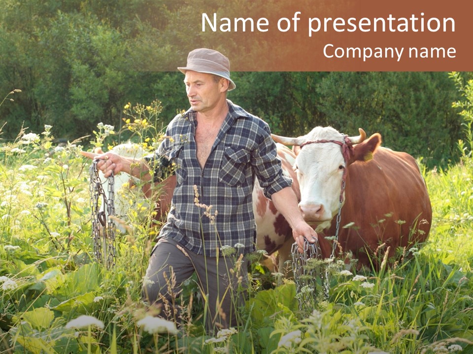 A Man Standing In A Field With A Cow PowerPoint Template
