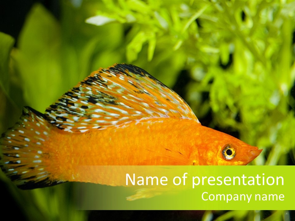 Molly Tropical Velifera PowerPoint Template