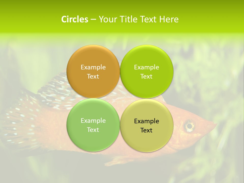 Molly Tropical Velifera PowerPoint Template