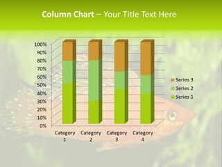 Molly Tropical Velifera PowerPoint Template