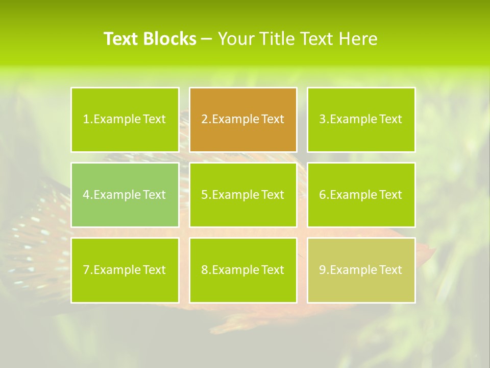 Molly Tropical Velifera PowerPoint Template