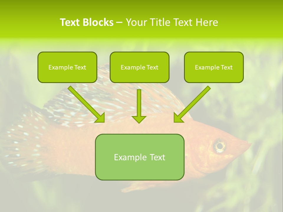Molly Tropical Velifera PowerPoint Template
