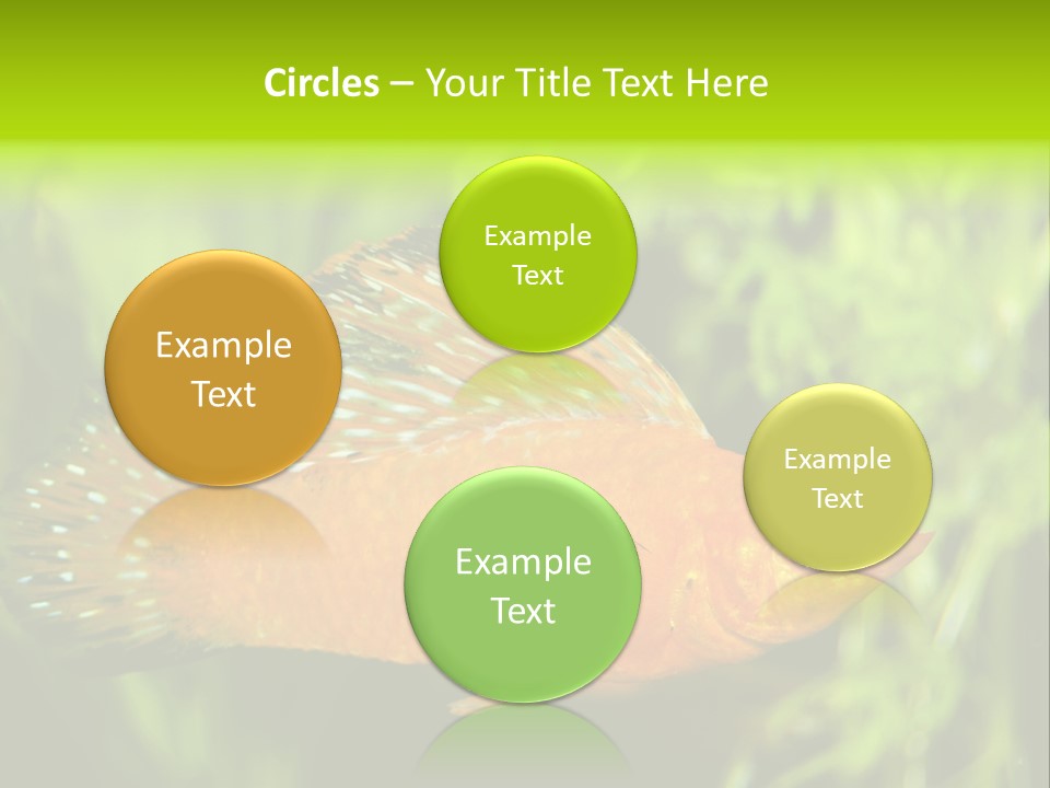 Molly Tropical Velifera PowerPoint Template