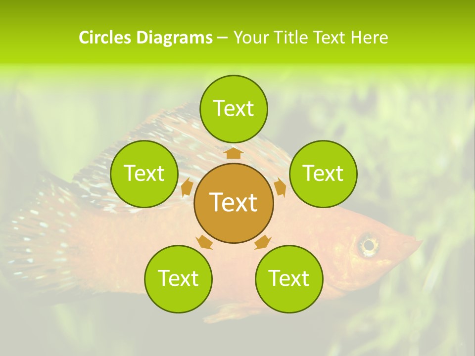 Molly Tropical Velifera PowerPoint Template