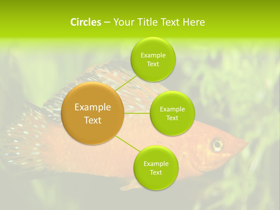 Molly Tropical Velifera PowerPoint Template