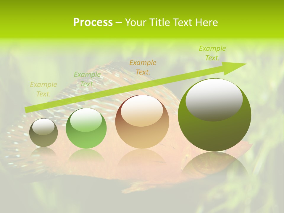 Molly Tropical Velifera PowerPoint Template