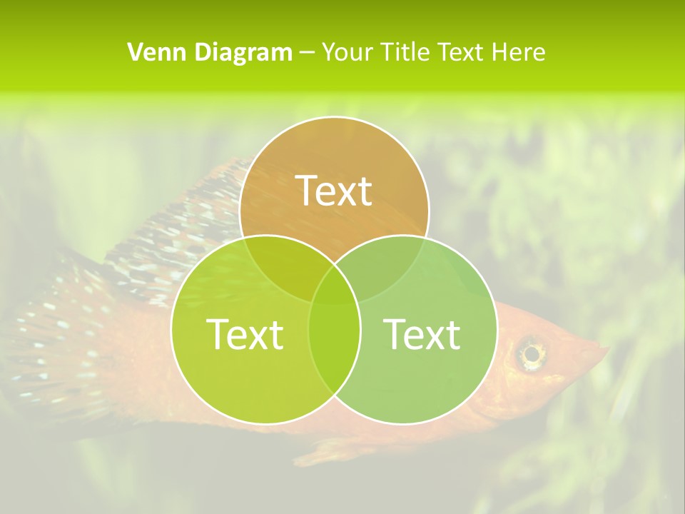 Molly Tropical Velifera PowerPoint Template